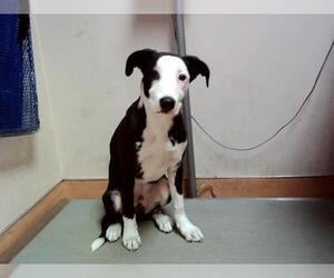 Mutt Dogs for adoption in Martinez, CA, USA