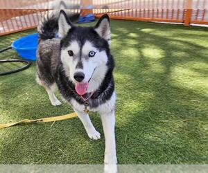 Siberian Husky-Unknown Mix Dogs for adoption in Las Vegas, NV, USA