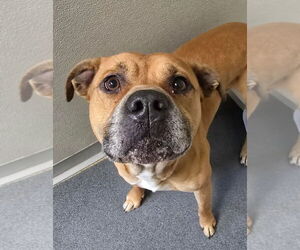 American Pit Bull Terrier-Unknown Mix Dogs for adoption in Glen Allen, VA, USA