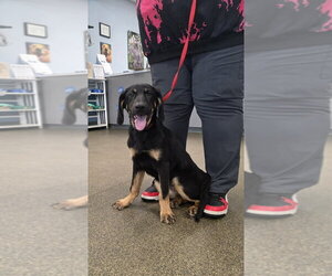 Bloodhound-German Shepherd Dog Mix Dogs for adoption in Aurora, IN, USA