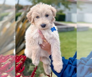 Labradoodle Dogs for adoption in Corona, CA, USA