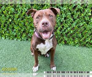 American Pit Bull Terrier Dogs for adoption in West Palm Beach, FL, USA