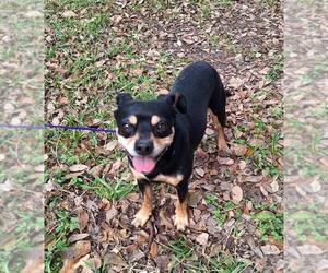 Puggat Dogs for adoption in Missouri City, TX, USA
