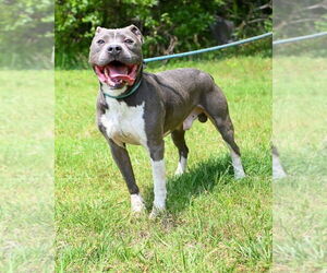 American Pit Bull Terrier Dogs for adoption in Glen Allen, VA, USA