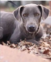 Medium Photo #1 Blue Lacy Puppy For Sale in Von Ormy, TX, USA