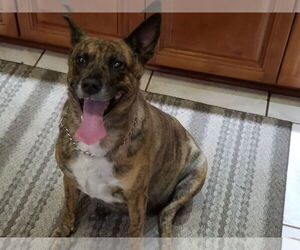 Bulldog-Unknown Mix Dogs for adoption in Tampa, FL, USA