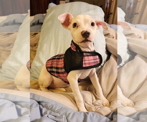 American Pit Bull Terrier Dogs for adoption in Oakhurst, NJ, USA