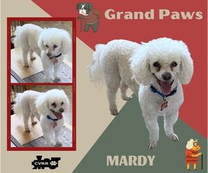 Poodle (Miniature) Dogs for adoption in Lindsay, CA, USA