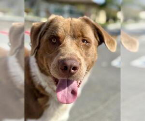Australian Shepherd-Unknown Mix Dogs for adoption in Camarillo, CA, USA