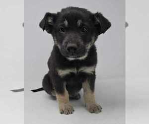 German Shepherd Dog-Unknown Mix Dogs for adoption in Brewster, NY, USA