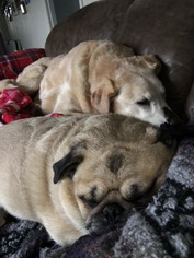 Labrador Retriever Dogs for adoption in Cedar Rapids, IA, USA