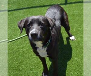 Labrador Retriever-Unknown Mix Dogs for adoption in Murfreesboro, TN, USA