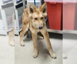 German Shepherd Dog Dogs for adoption in Bakersfield, CA, USA