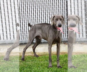 Great Dane-Weimaraner Mix Dogs for adoption in Evansville, IN, USA