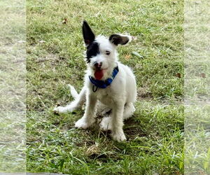 Mutt Dogs for adoption in Rockaway, NJ, USA