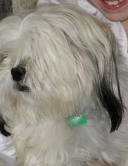 Shih Tzu Dogs for adoption in Oro Valley, AZ, USA