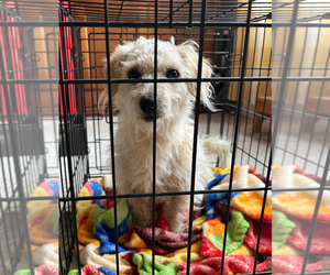 Mutt Dogs for adoption in McKinney, TX, USA