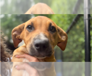 Mutt Dogs for adoption in Elmsford, NY, USA