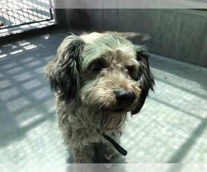 Mutt Dogs for adoption in Pasadena, CA, USA