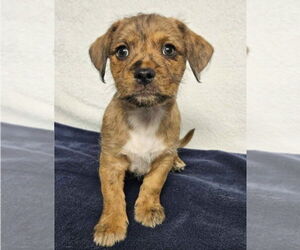 Schweenie Dogs for adoption in Lakewood, CO, USA