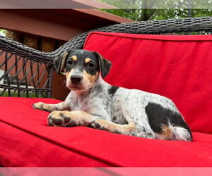 Mutt Dogs for adoption in Sandy, UT, USA