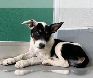 Border Collie-Unknown Mix Dogs for adoption in Visalia, CA, USA