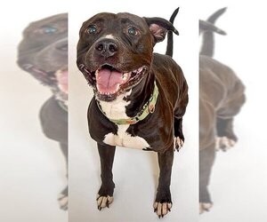 American Staffordshire Terrier Dogs for adoption in Ogden, UT, USA