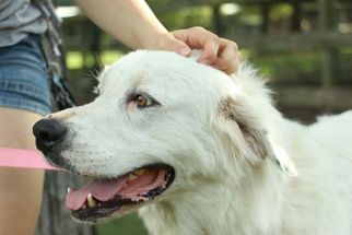 Great Pyrenees Dogs for adoption in Cypress, TX, USA