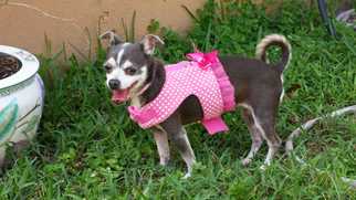 Chihuahua Dogs for adoption in Seminole, FL, USA