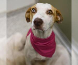 Labrador Retriever-Unknown Mix Dogs for adoption in San Antonio, TX, USA