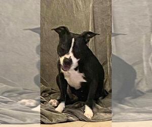 Boston Terrier-Unknown Mix Dogs for adoption in Missouri City, TX, USA