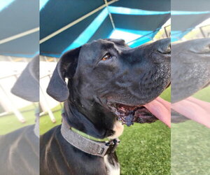 Great Dane Dogs for adoption in Bullard, TX, USA