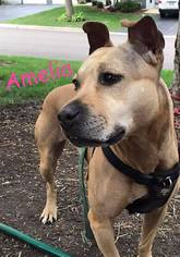 American Staffordshire Terrier-Unknown Mix Dogs for adoption in aurora, IL, USA