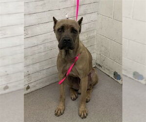 Mutt Dogs for adoption in San Bernardino, CA, USA