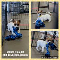 Bea-Tzu Dogs for adoption in Mesa, AZ, USA