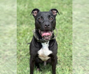 American Pit Bull Terrier-Unknown Mix Dogs for adoption in Virginia Beach, VA, USA