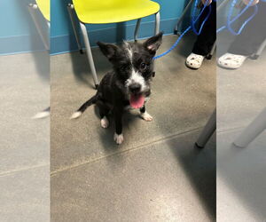 Miniature Schnauzer-Unknown Mix Dogs for adoption in Houston, TX, USA