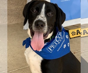 Pointer Dogs for adoption in Potomac, MD, USA