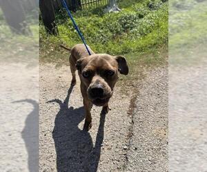 American Pit Bull Terrier-Unknown Mix Dogs for adoption in Houston, TX, USA