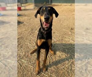 Doberman Pinscher Dogs for adoption in San Martin, CA, USA