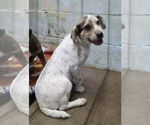 Labrador Retriever-Unknown Mix Dogs for adoption in Oakhurst, NJ, USA