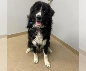Border Collie-Unknown Mix Dogs for adoption in Aurora, CO, USA
