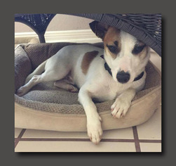 Medium Photo #1 Jack Russell Terrier-Unknown Mix Puppy For Sale in Wakefield, RI, USA