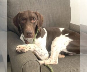 Small German Shorthaired Pointer