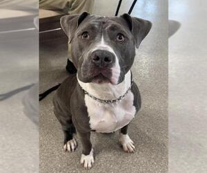 Mutt Dogs for adoption in Louisville, KY, USA