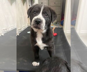 Labrador Retriever-Unknown Mix Dogs for adoption in Claremore, OK, USA