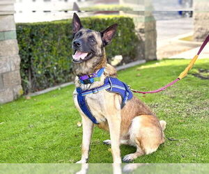Mutt Dogs for adoption in Pasadena, CA, USA
