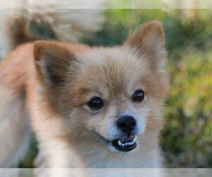 Pomeranian Dogs for adoption in Cookeville, TN, USA