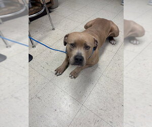 Mutt Dogs for adoption in Stockton, CA, USA