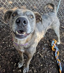 Catahoula Leopard Dog-Unknown Mix Dogs for adoption in Plano, TX, USA
